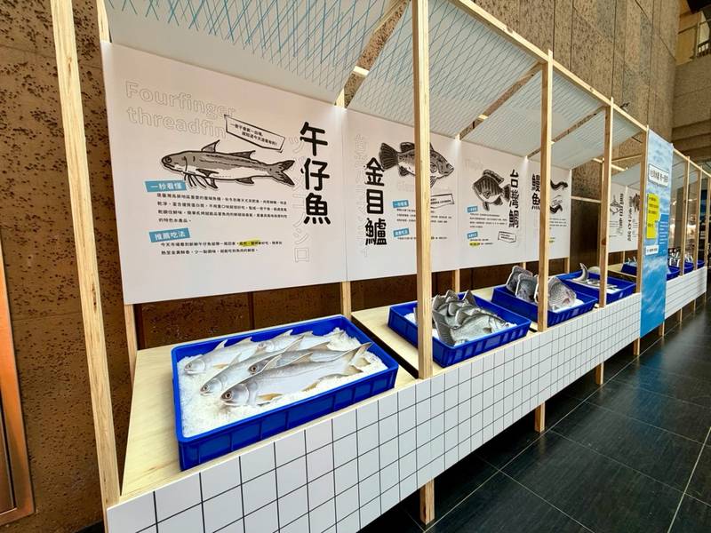 台灣好魚游進北車大廳 農業部攜手人氣插畫家cherng打造「貘魚廣場」