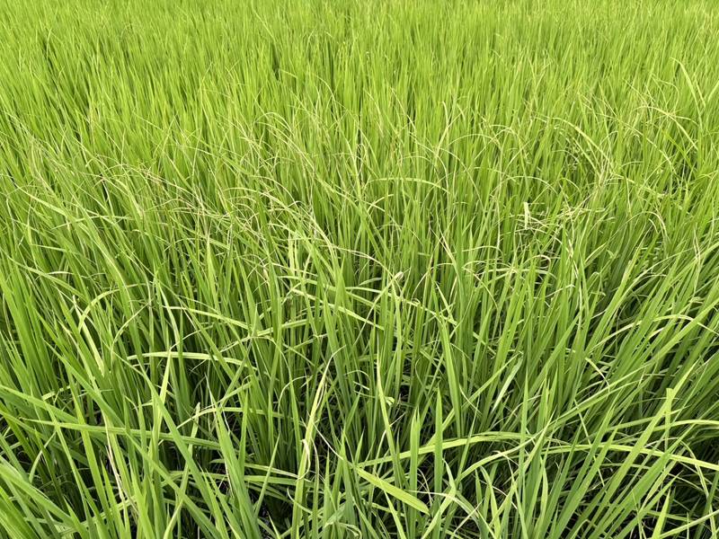 鹿野鄉水稻白葉枯病現蹤　臺東農改場籲農友加強防治