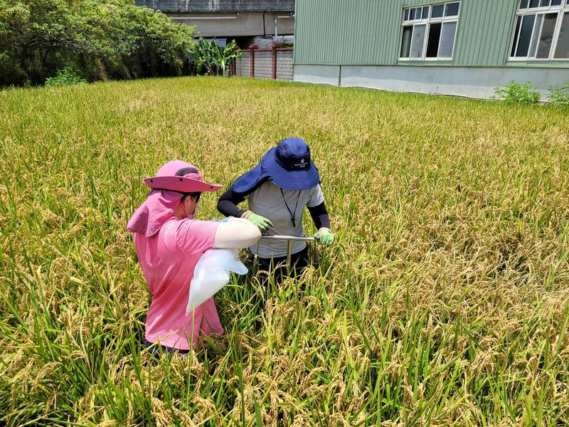 阻絕農作物重金屬風險!農糧署持續辦理田間定期監測