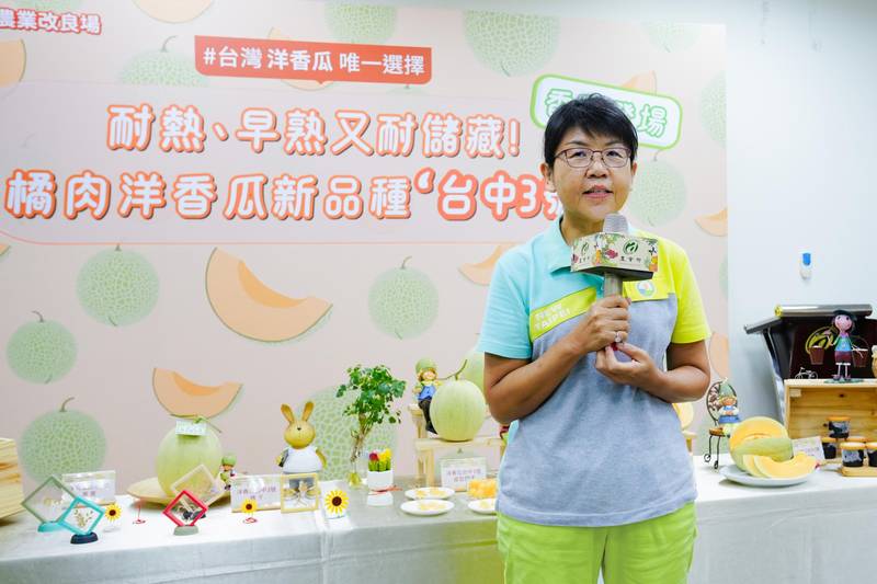 耐熱、早熟又耐儲藏!橘肉洋香瓜新品種「台中3號」香甜登場