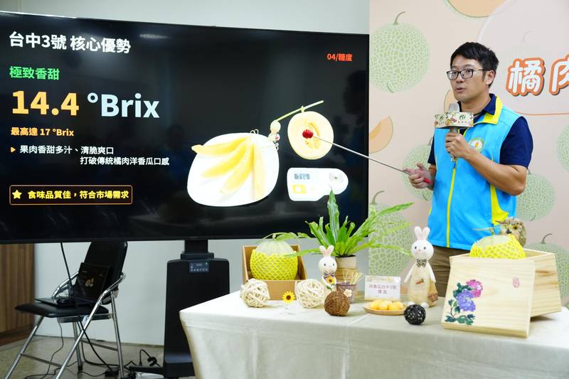 耐熱、早熟又耐儲藏!橘肉洋香瓜新品種「台中3號」香甜登場
