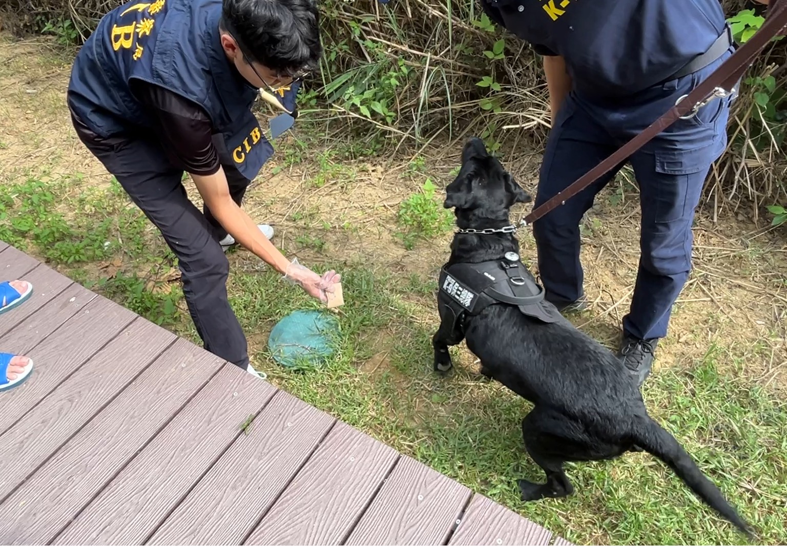 緝毒犬協助專案小組搜尋「埋包」地點