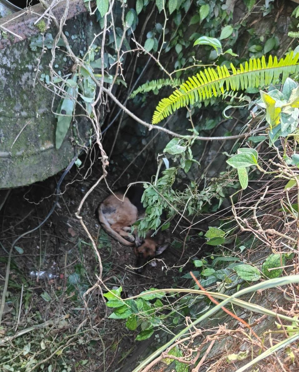 茶路古道無登記老犬受困深洞! 北市動保處架梯成功救援,等待飼主出面領回