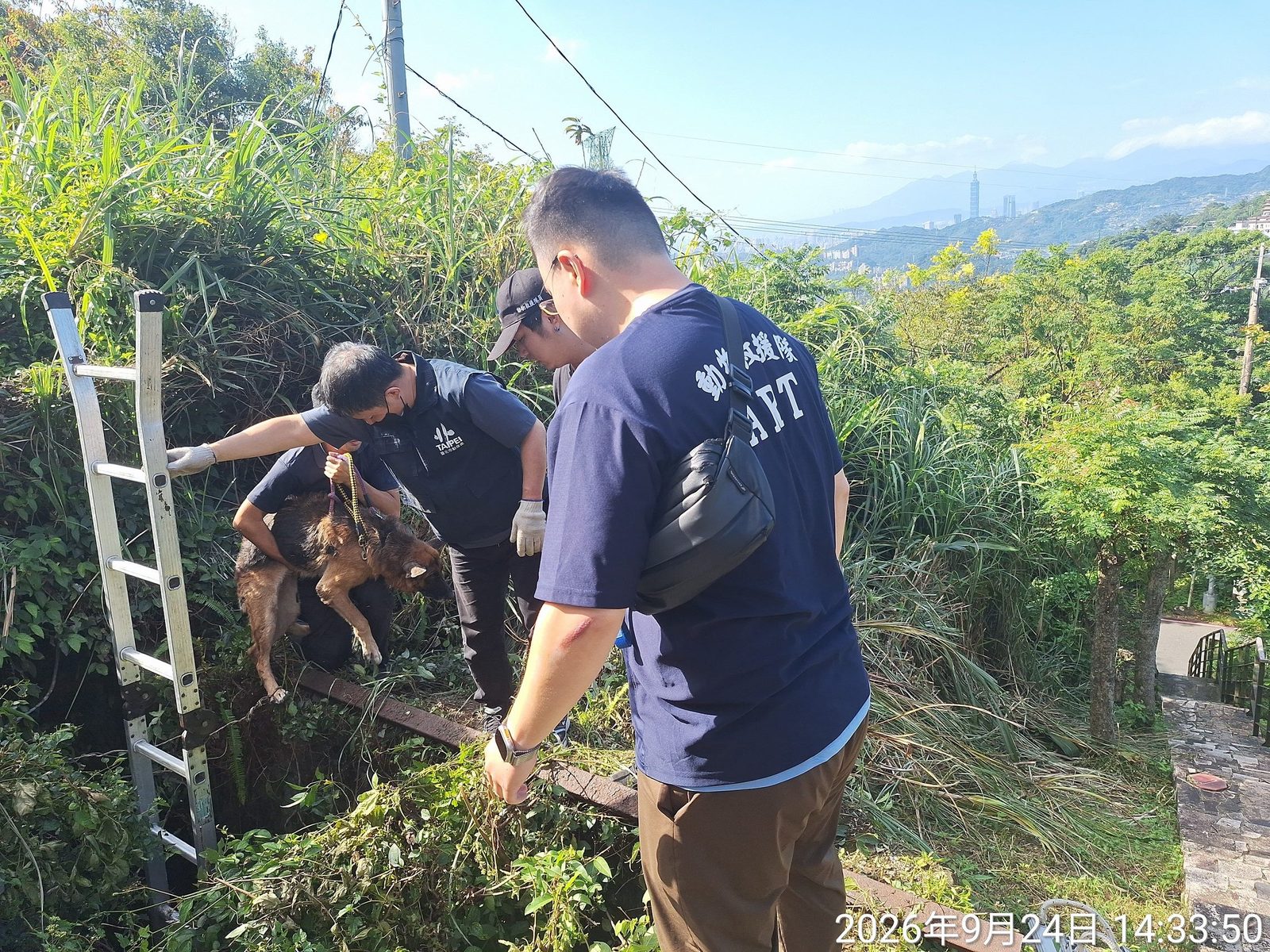 茶路古道無登記老犬受困深洞! 北市動保處架梯成功救援,等待飼主出面領回