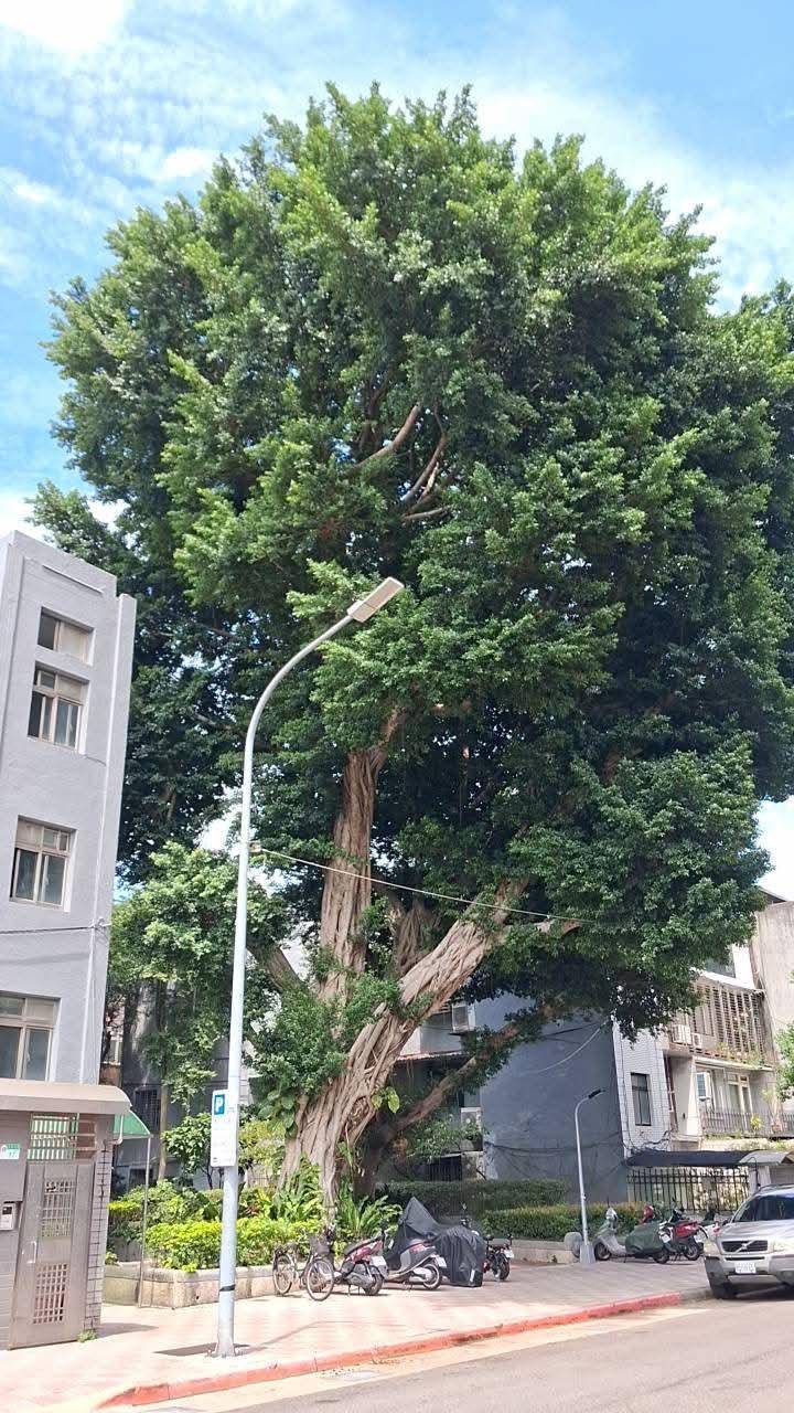 延壽一號公園榕樹列為受保護樹木說明