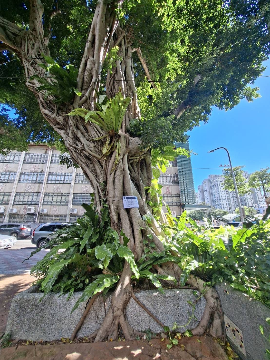 延壽一號公園榕樹列為受保護樹木說明