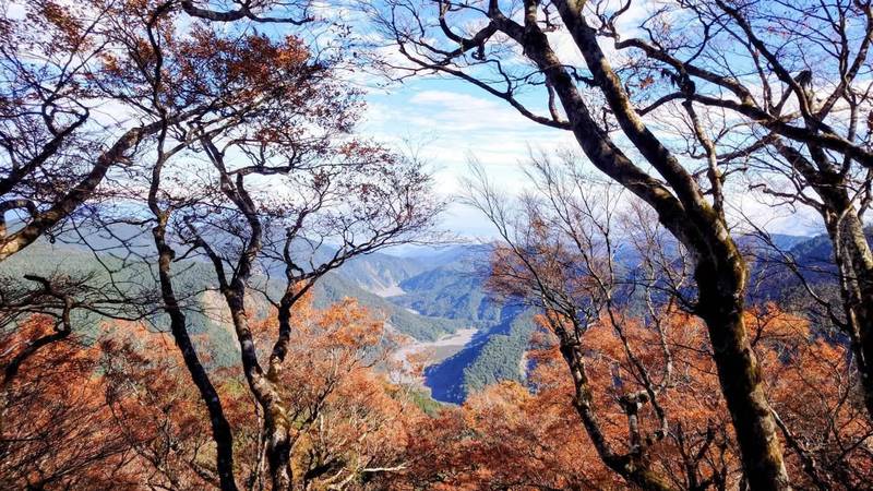 2026太平山台灣山毛櫸旺季 翠峰景觀道路動態車輛總量管制措施