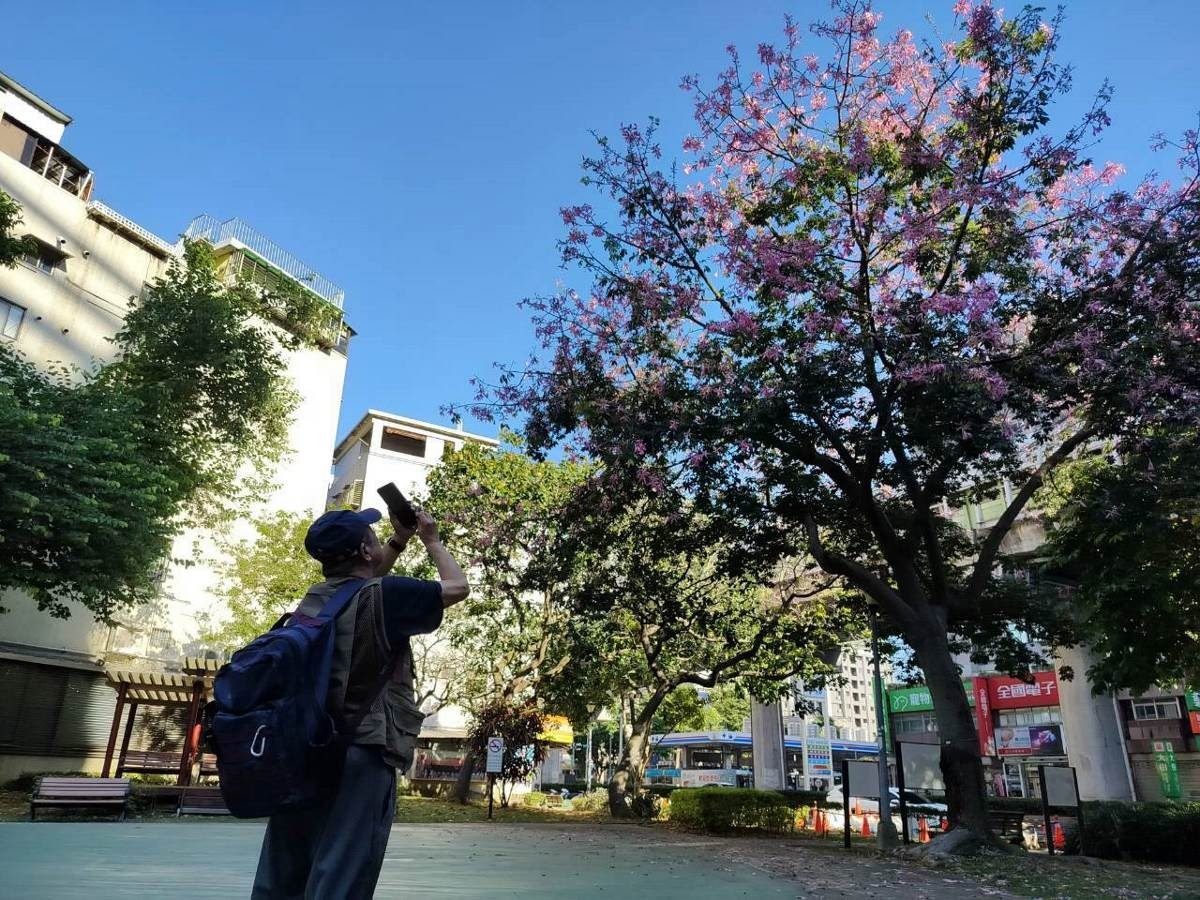 秋風輕拂美人 臺北街頭美人樹即將迎來盛花期