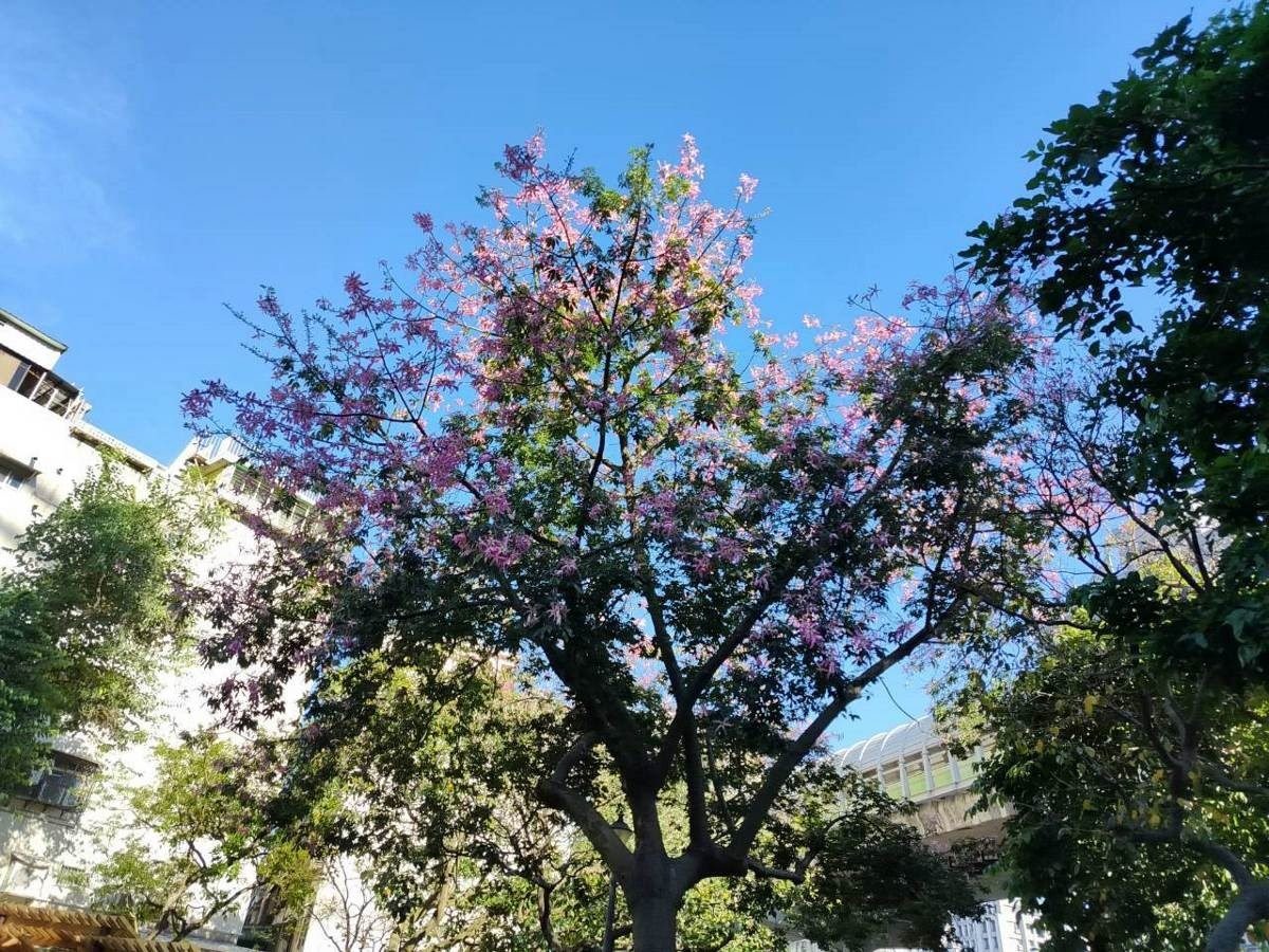 秋風輕拂美人 臺北街頭美人樹即將迎來盛花期