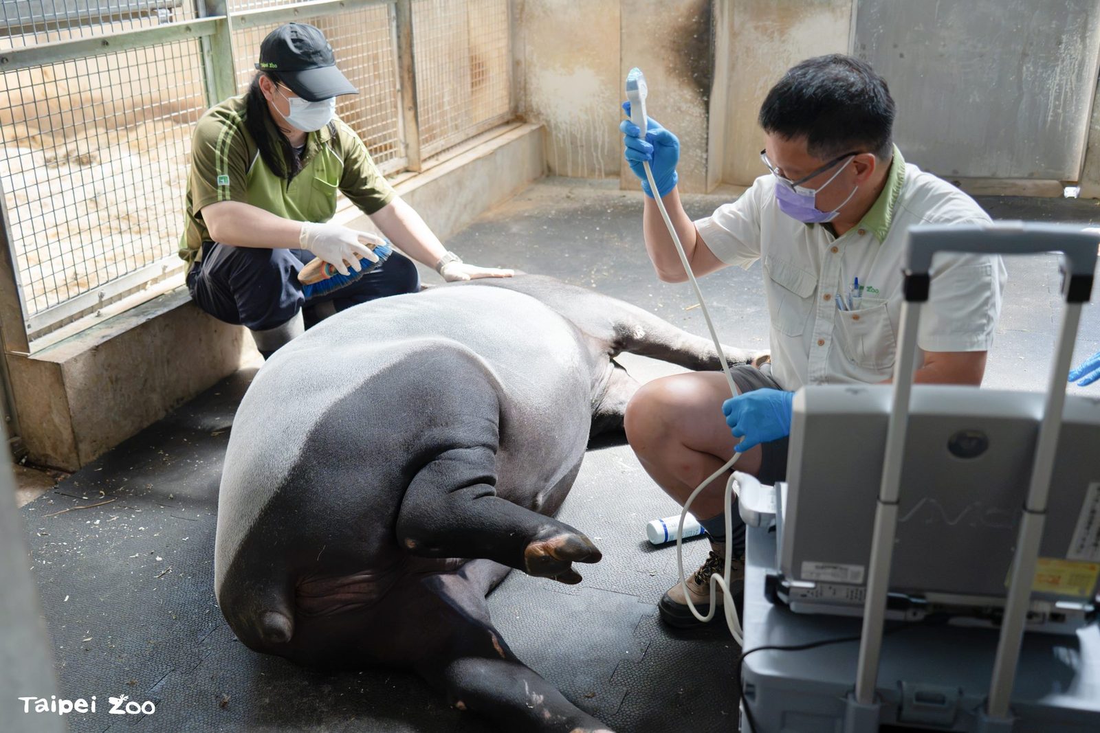 世界動物日 揭開保育員「動物訓練」背後的動物福祉思維