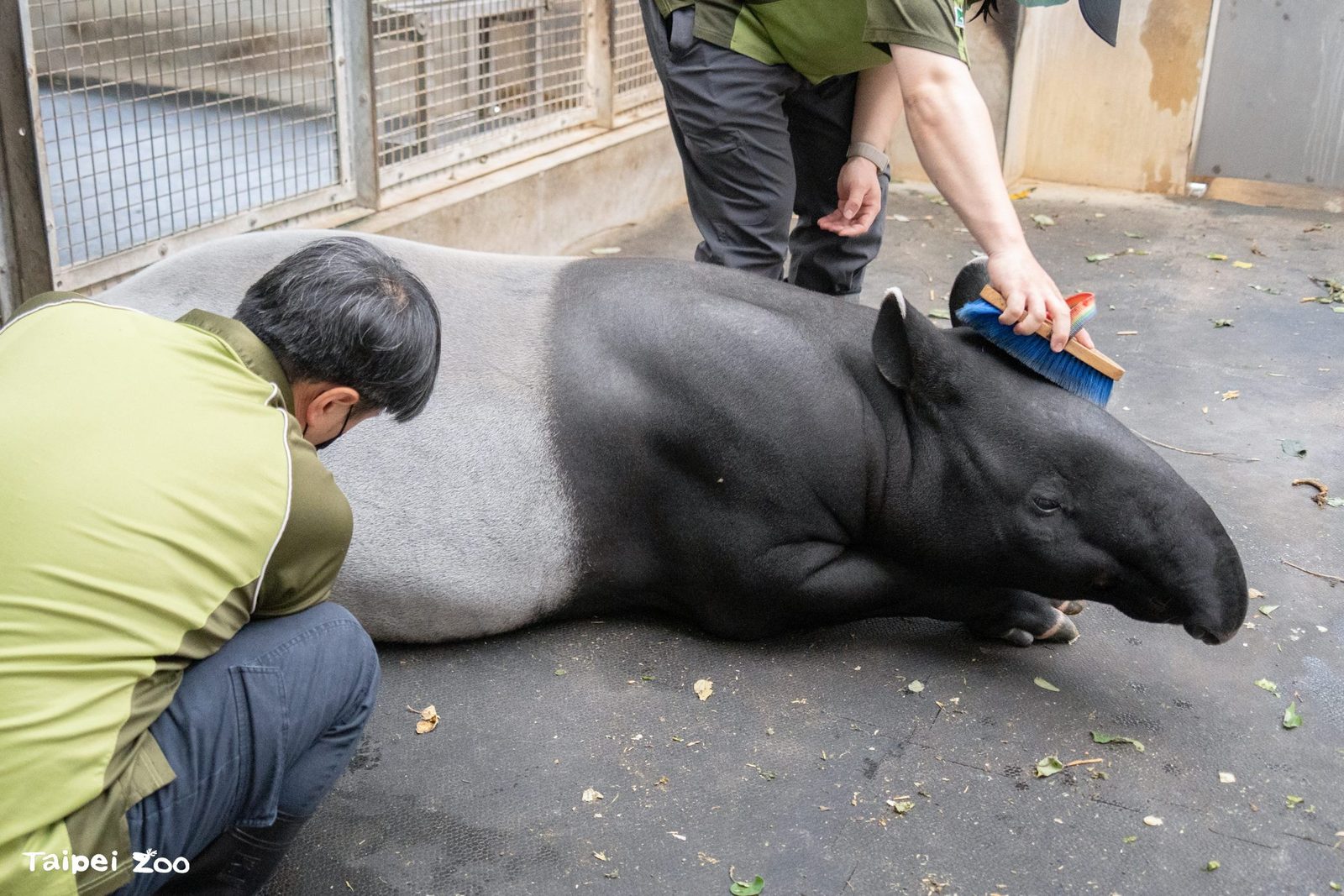 世界動物日 揭開保育員「動物訓練」背後的動物福祉思維