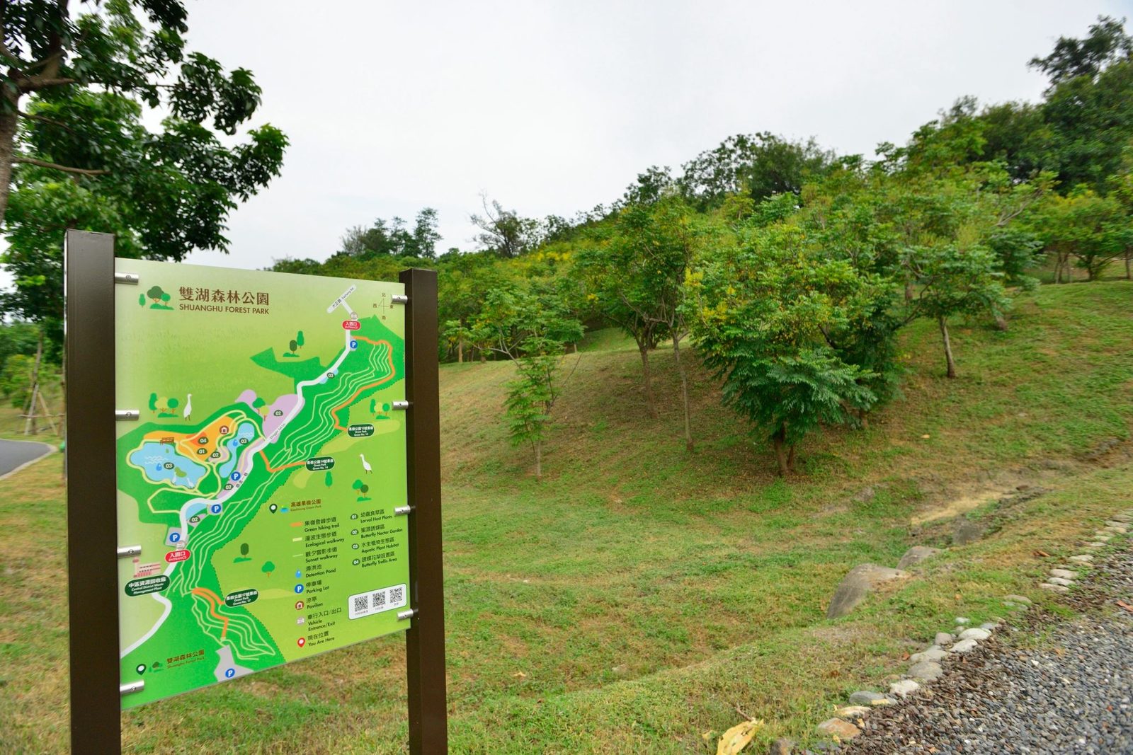 高雄最美市景登場 台灣欒樹增添港都秋日風華!