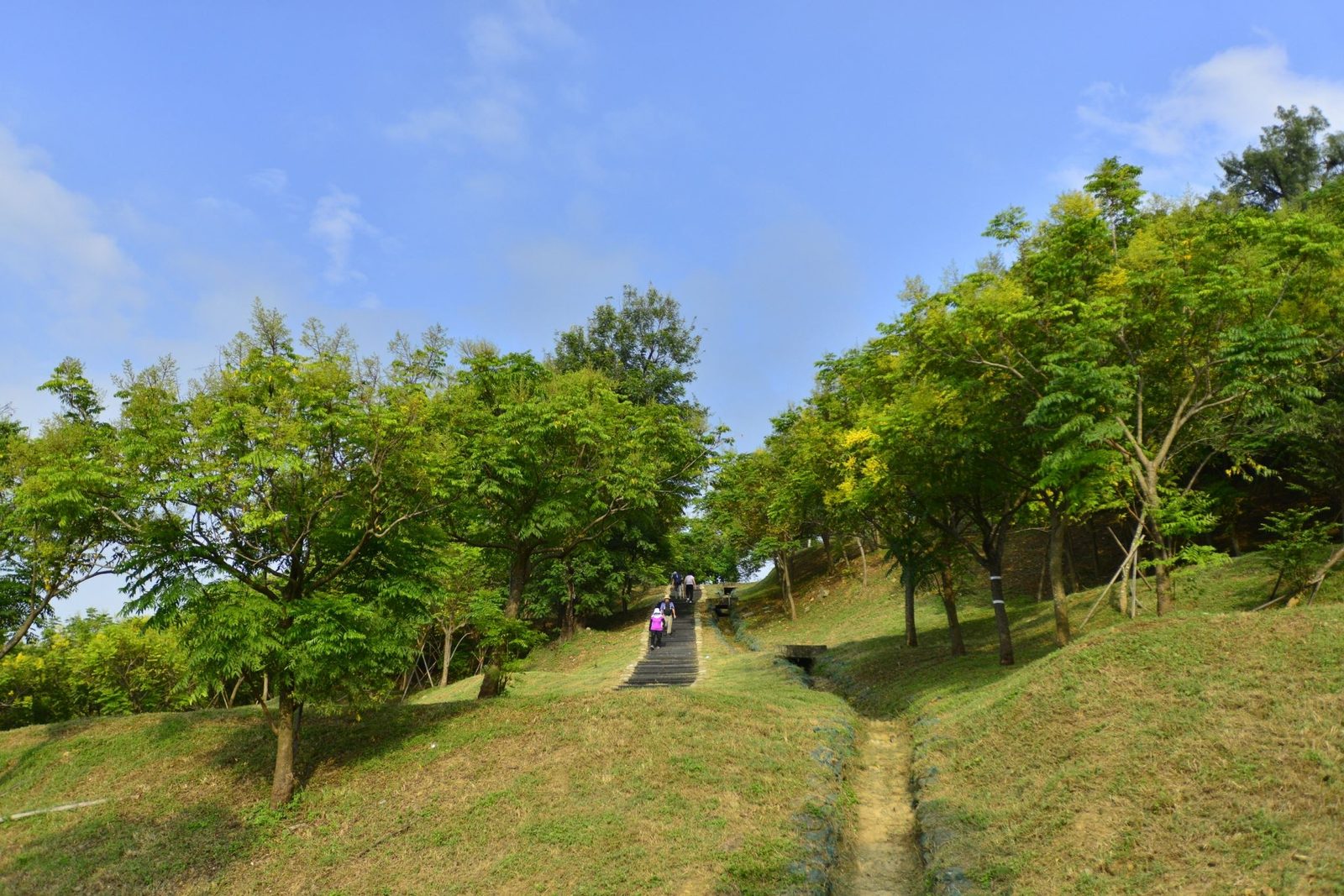 高雄最美市景登場 台灣欒樹增添港都秋日風華!