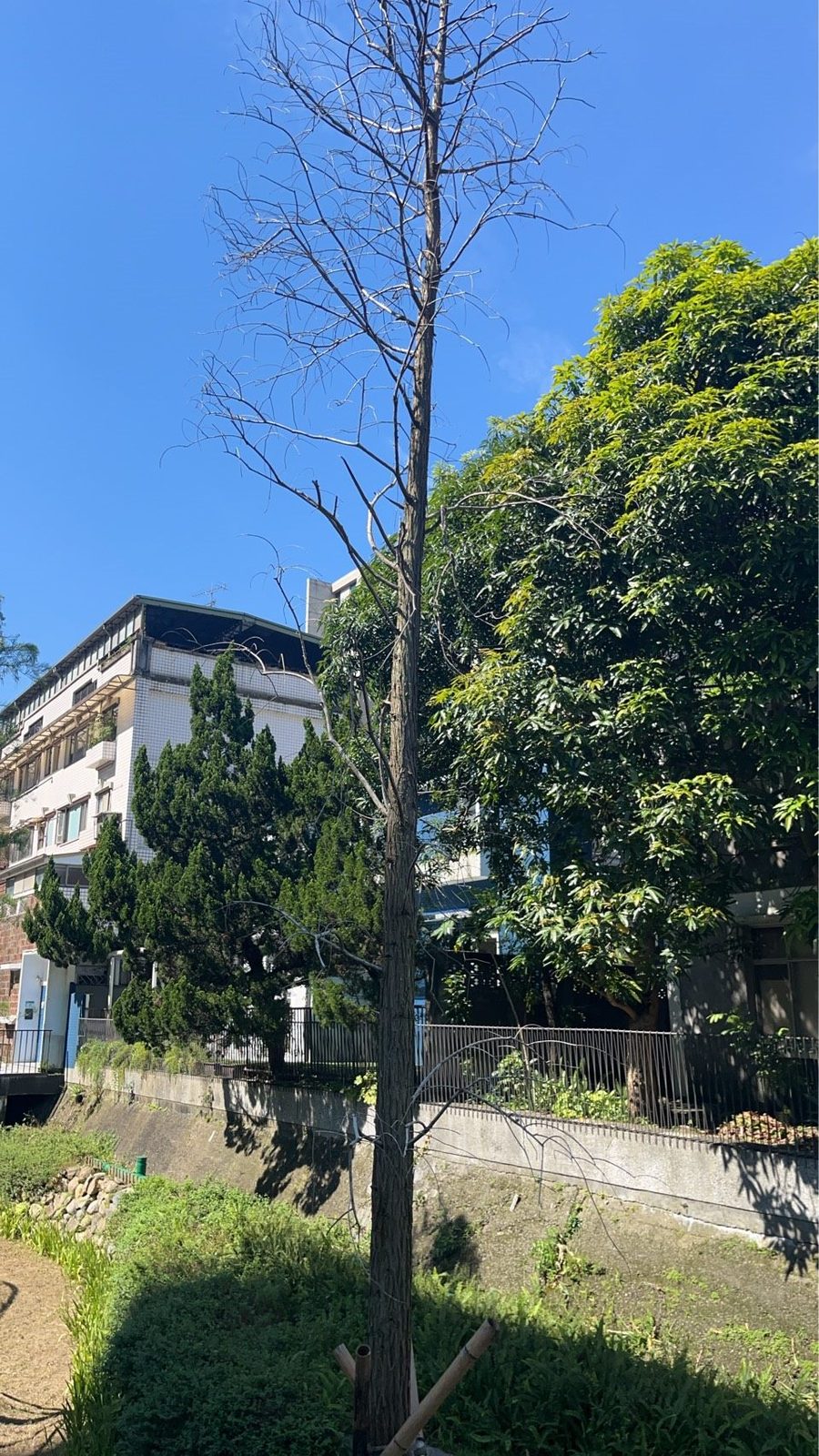 內湖117號綠地落羽松確認枯死 因有安全疑慮 要求廠商立即換植