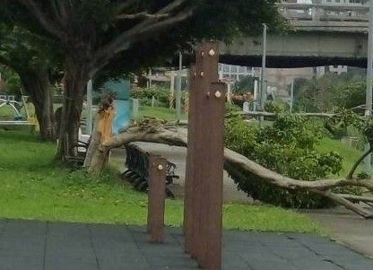巴威颱風造成成美右岸河濱公園樹幹斷裂移除說明