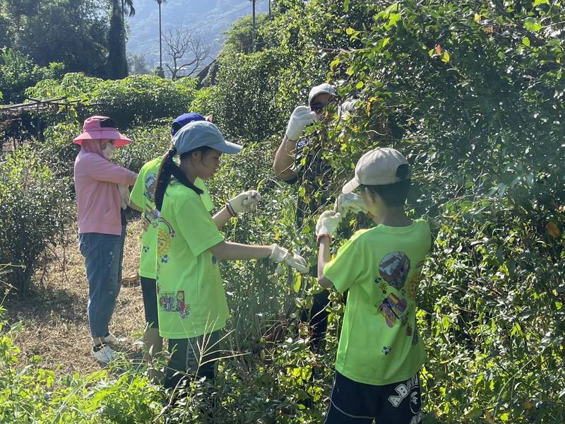 三峽安坑里師生除小花蔓澤蘭　林業保育署辦綠癌防治體驗