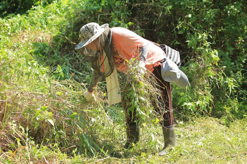 80人揮汗除蔓153公斤　花蓮「綠癌退散．森呼吸」守護原生植被
