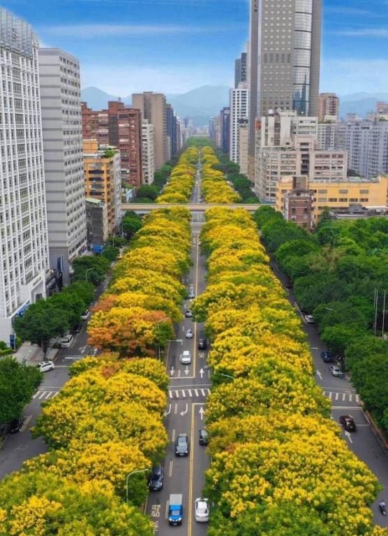 臺北持續增綠 市府植樹增蔭降溫 山區推動林相撫育