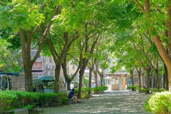 臺北持續增綠 市府植樹增蔭降溫 山區推動林相撫育