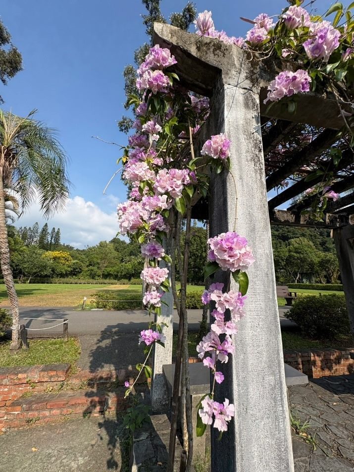 紫鈴鐺為您祈福！士林官邸蒜香藤盛開