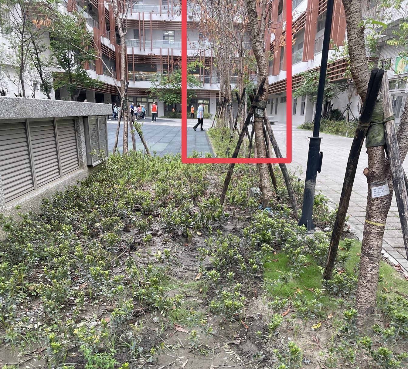 文山區消防興隆分隊旁山櫻花 近期將進行換植之處理說明