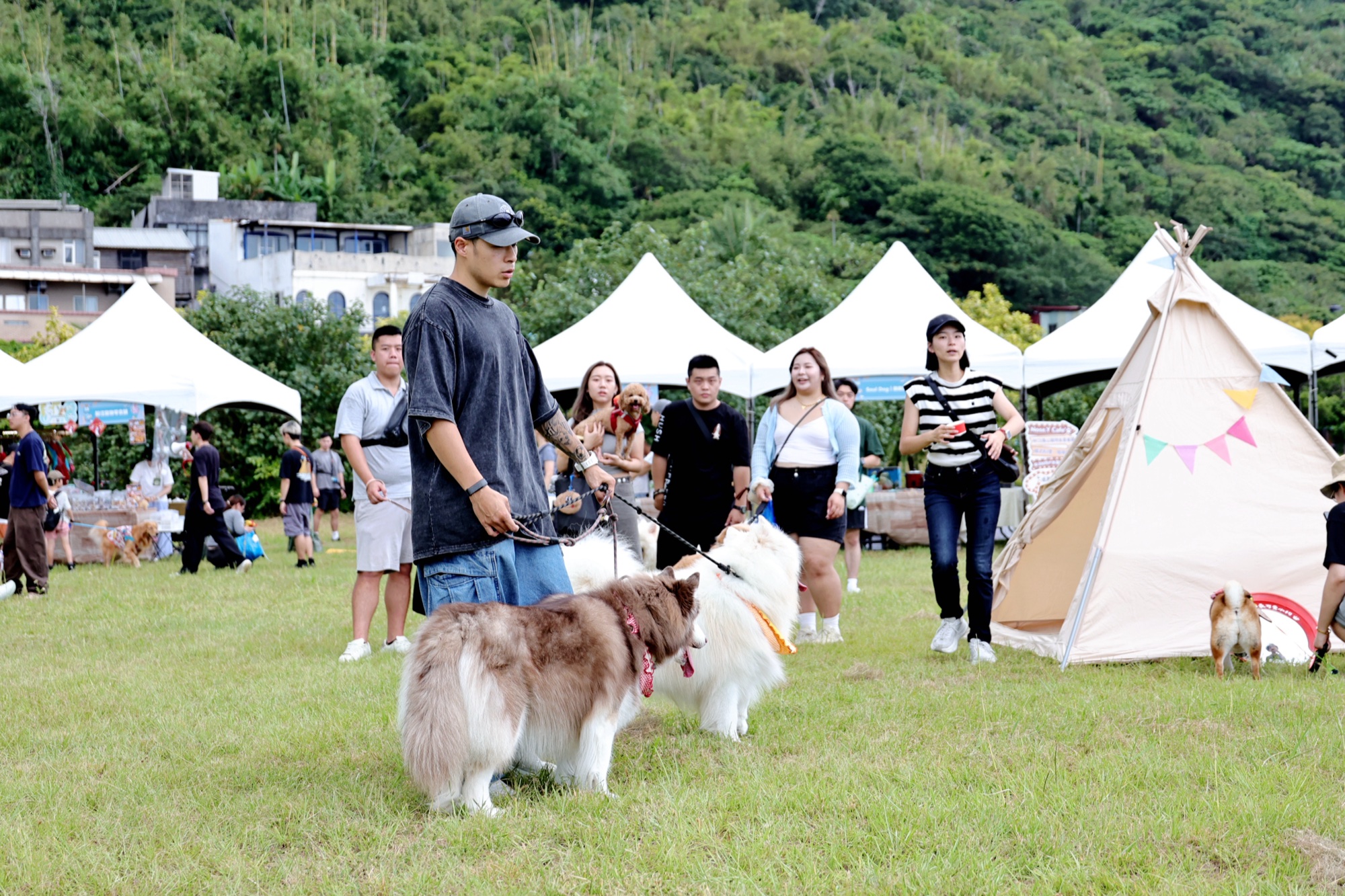 大型犬在草地上交朋友