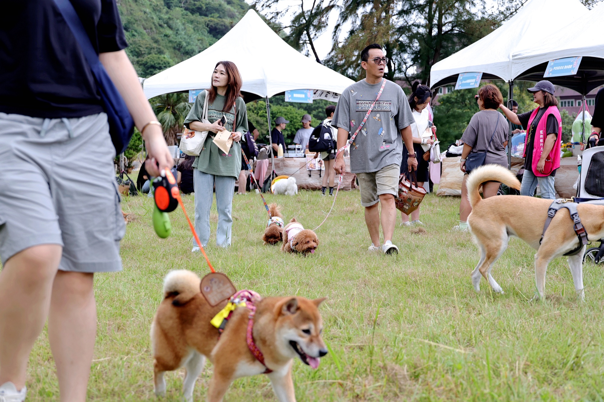 民眾帶著柴犬與貴賓犬參加活動