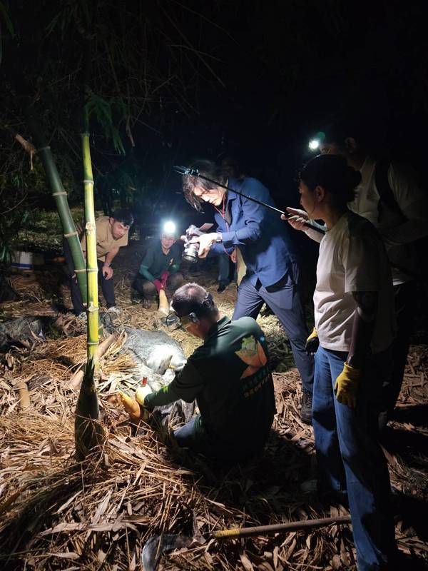臺灣生態給付登韓國蔚山紀錄片 石虎、諸羅樹蛙保育經驗成跨國借鏡