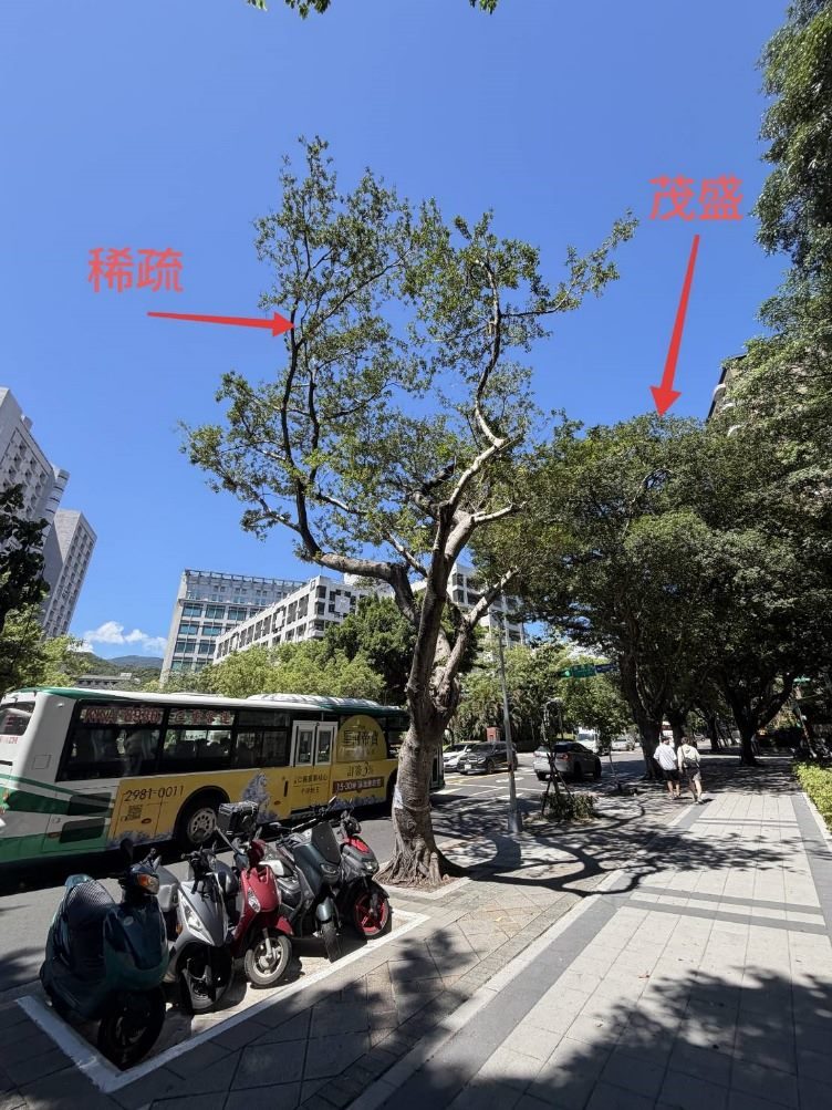 石牌路榮總附近榕樹感染褐根病危及公安 已於115年8/22移除