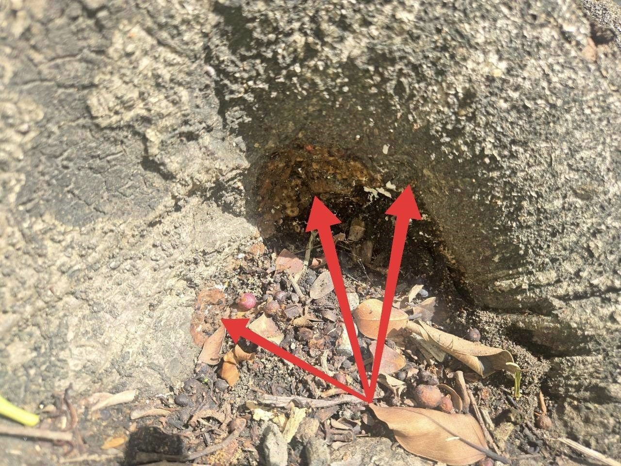 石牌路榮總附近榕樹感染褐根病危及公安 已於115年8/22移除