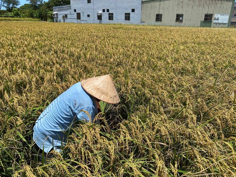 稻米食安最前線 四道防線全面把關