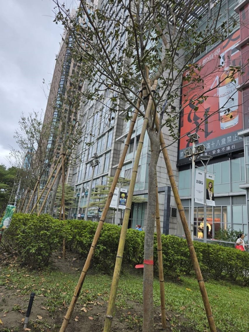 公安考量 信義誠品前綠地小葉欖仁115年9月移植至較開闊公園  10/3已改植12株原生櫸木