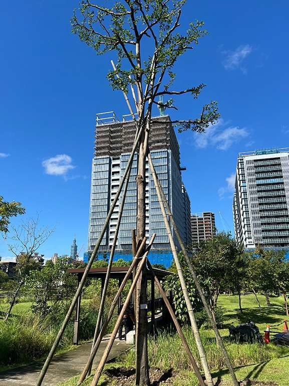公安考量 信義誠品前綠地小葉欖仁115年9月移植至較開闊公園  10/3已改植12株原生櫸木