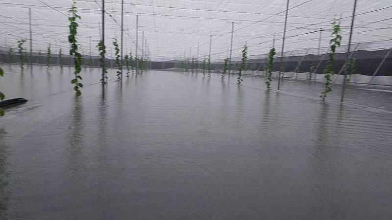 115年8月下旬豪雨災害農損救助金 屏縣部分鄉鎮簡化品項已發放