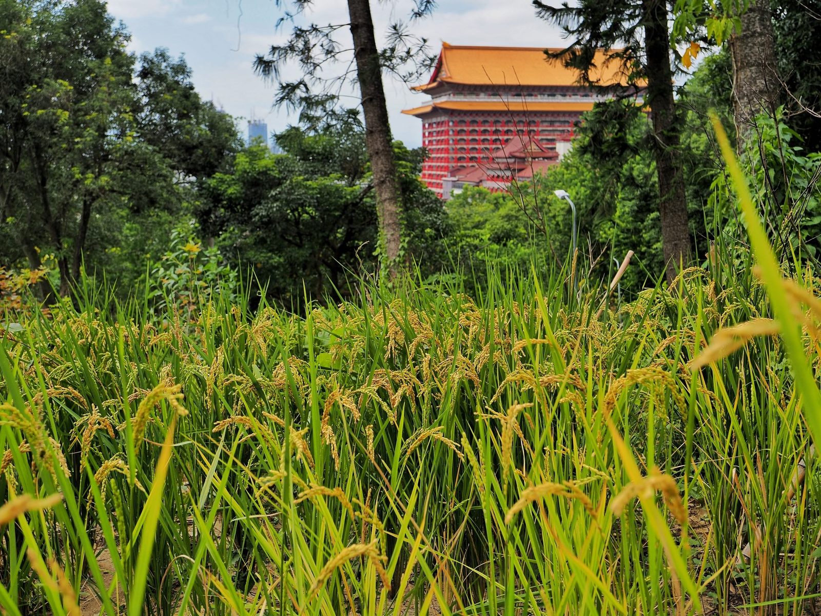圓山造林稻穗搖曳,植樹活動驚喜秋收
