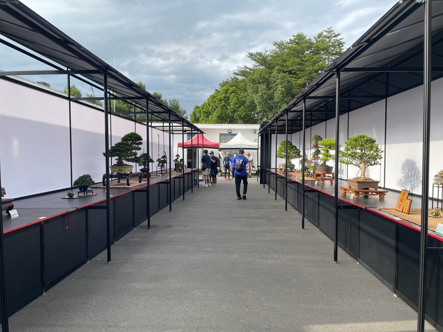 生命藝術品!「臺北漢風盆景展」展逾60盆珍稀盆景