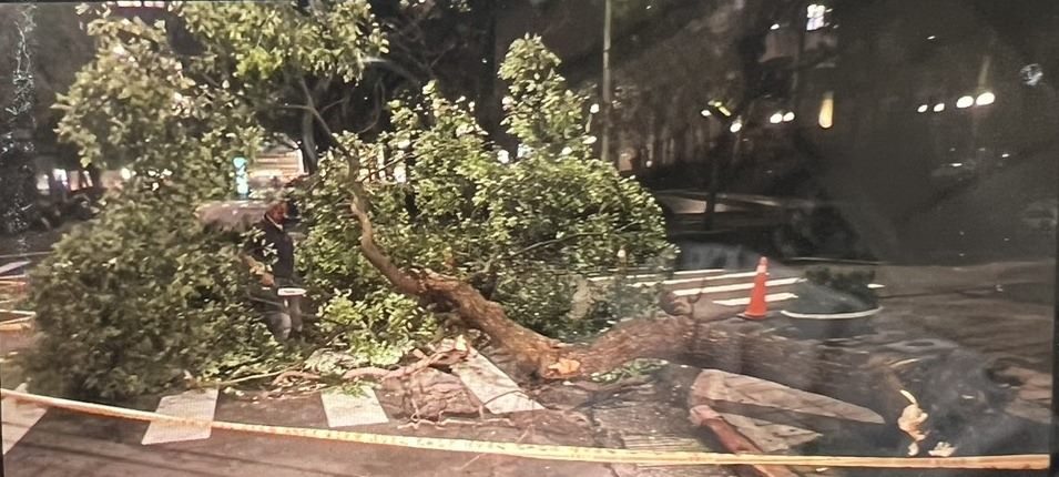 內湖成功路5段420巷樟樹屬於私人社區 並非公園處移除