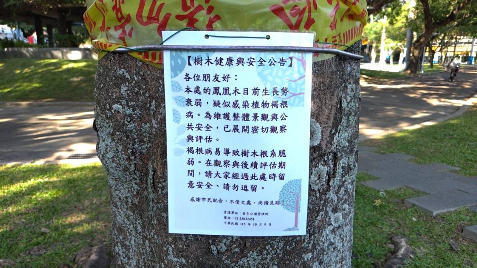 青年公園鳳凰木疑染褐根病 現正密切觀察評估 確保公園內活動民眾安全