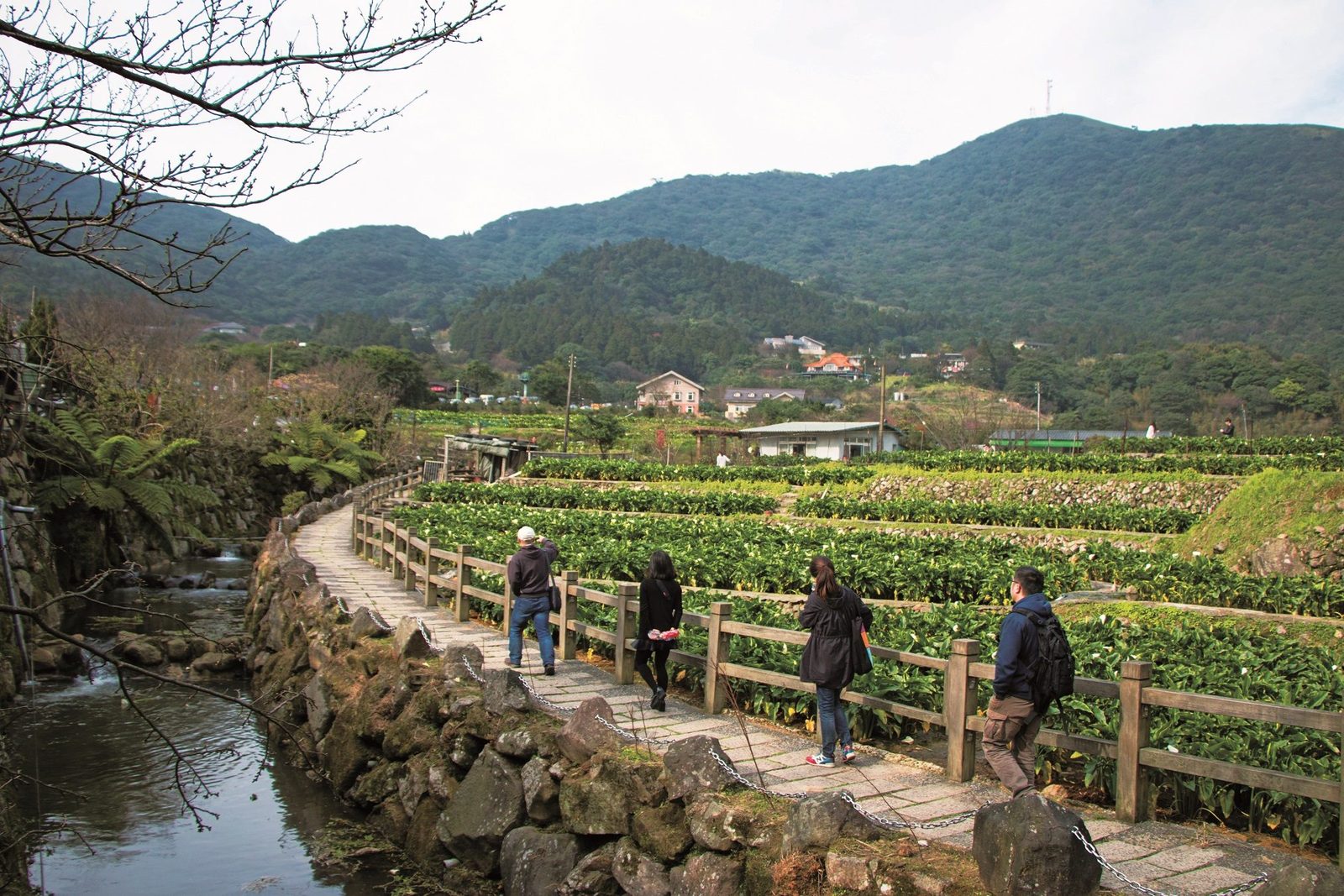 循著水聲走進山間田園 竹子湖溪畔步道邀您漫遊