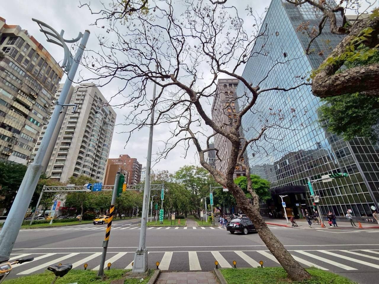 敦化南路二段欒樹兩株枯死移除 今年曾按「樹木修剪作業規範」修剪 去枯枝、避倒塌 樹木更好生長