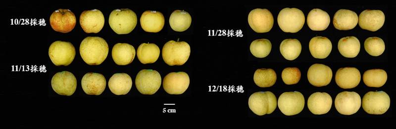 花蓮場發表國產黃金梨穗試驗結果　11月中旬採穗表現佳