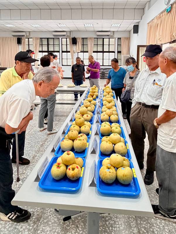 花蓮場發表國產黃金梨穗試驗結果　11月中旬採穗表現佳