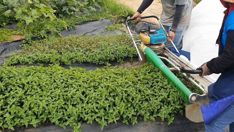 零廢棄加工新技術—山藥及仙草全物利用