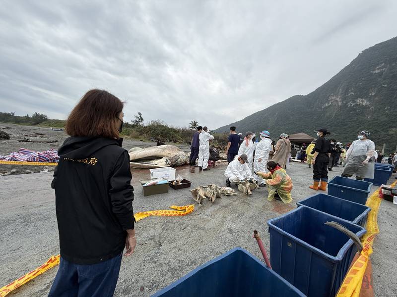 鯨豚擱淺救援培訓報名踴躍　花蓮縣政府攜手專業團隊深化海洋保育