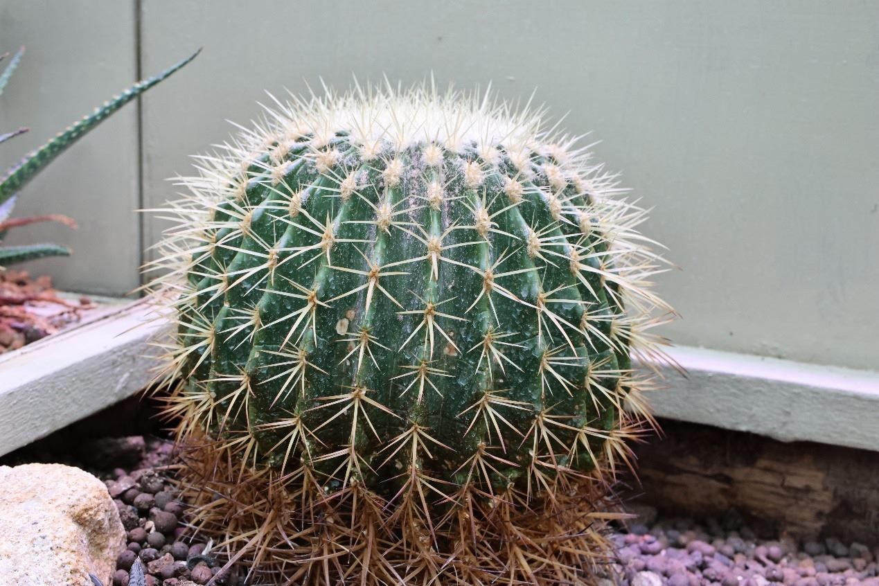 萬聖節免變裝　臺北典藏植物園仙人掌自帶裝備
