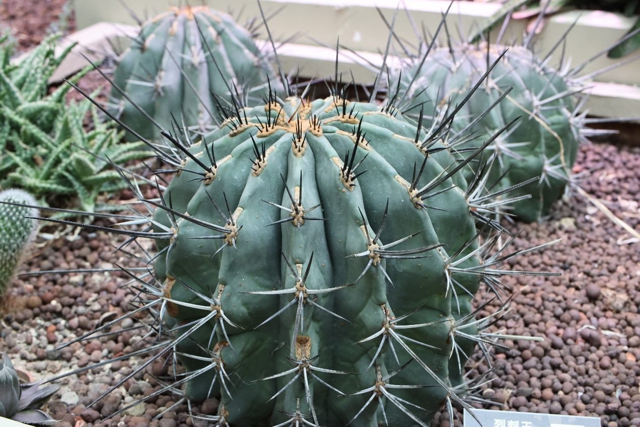 萬聖節免變裝　臺北典藏植物園仙人掌自帶裝備