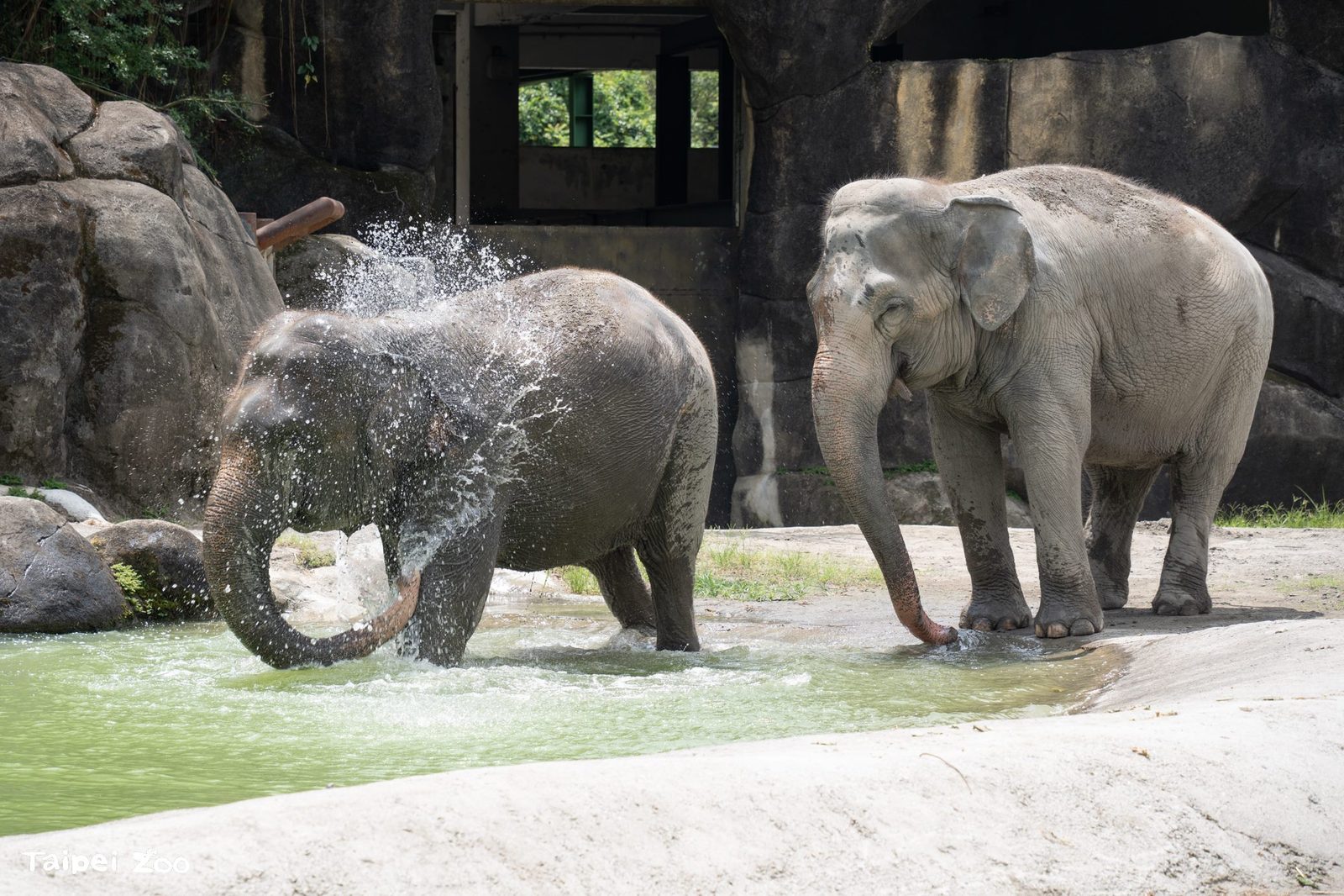 「秋老虎」發威動物也要泡水消暑 來到動物園健走順便蒐集動物浴場Chill圖
