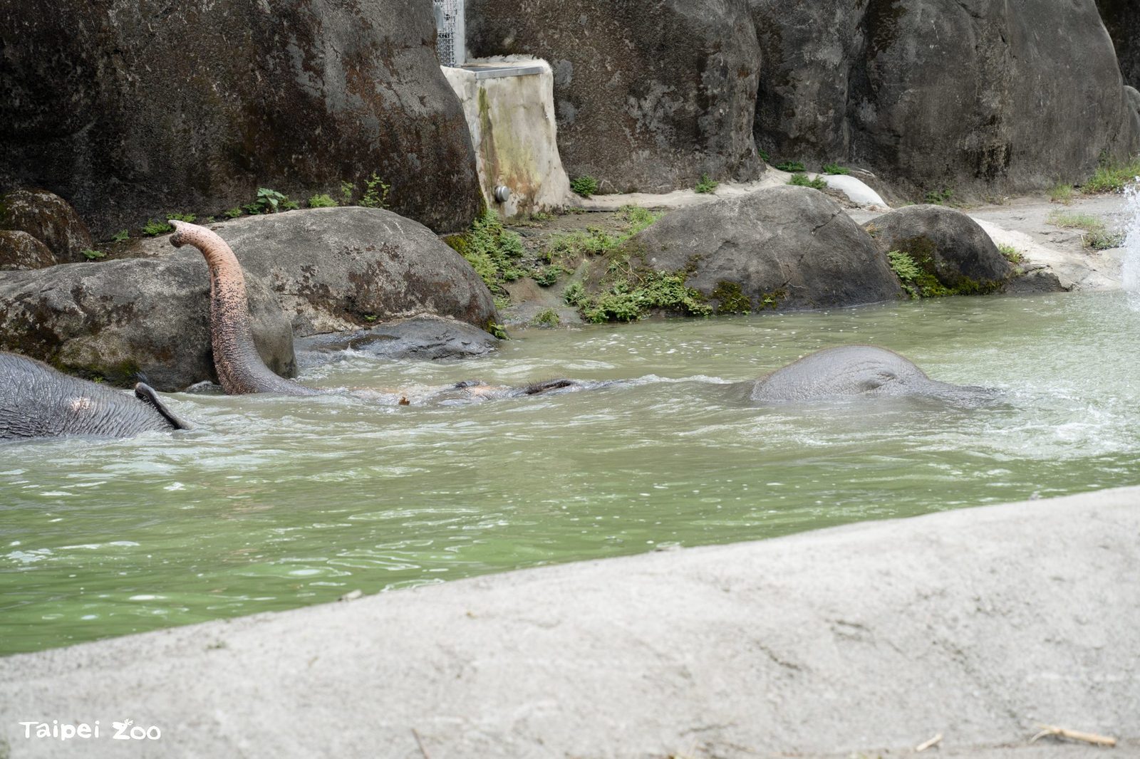 「秋老虎」發威動物也要泡水消暑 來到動物園健走順便蒐集動物浴場Chill圖