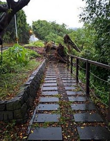 網傳泉源路移樹案 公園處:白海豚颱風倒木 未以帳號呼叫內政部
