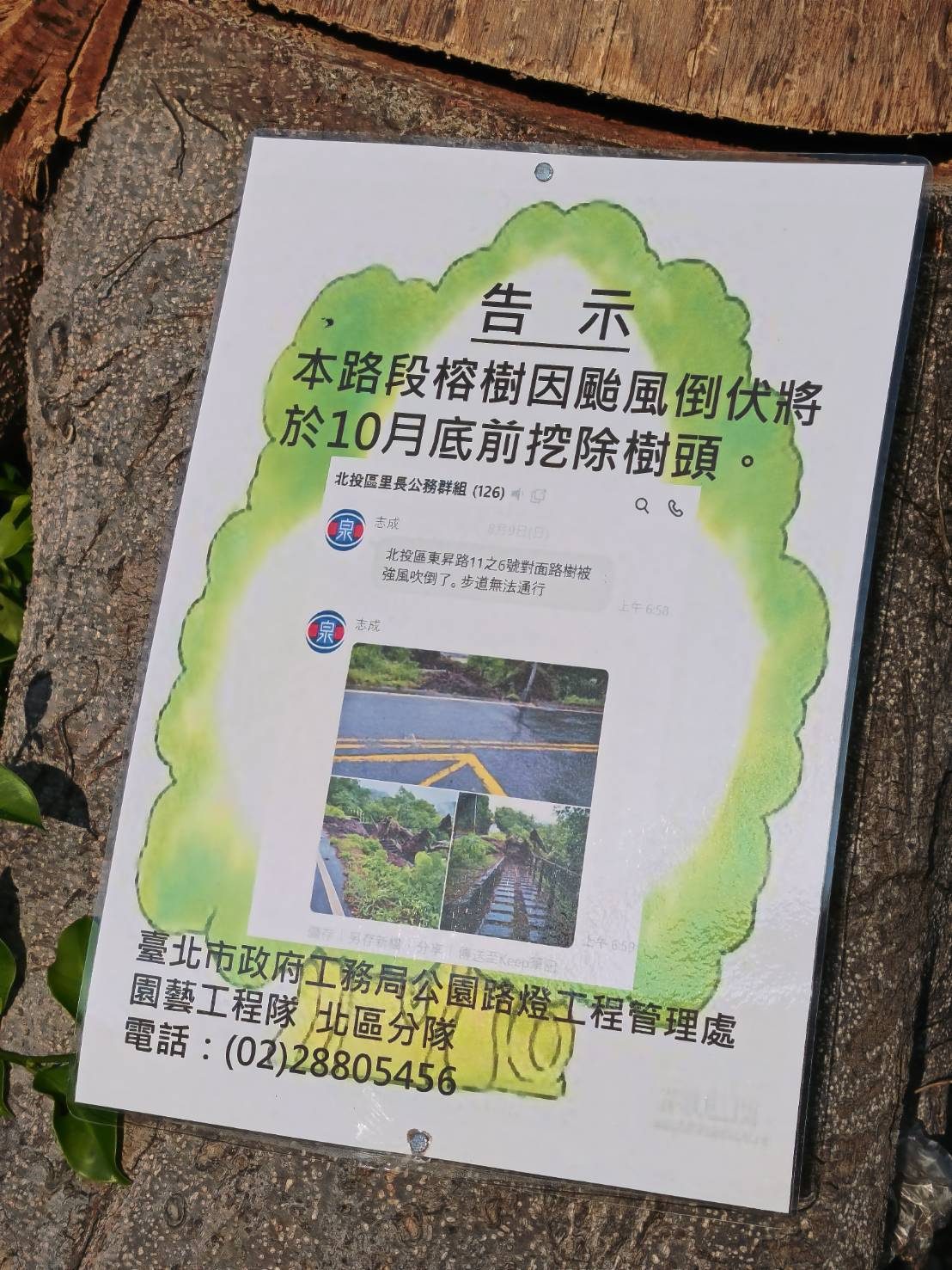 網傳泉源路移樹案 公園處:白海豚颱風倒木 未以帳號呼叫內政部